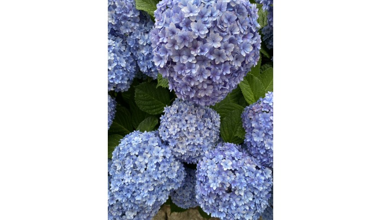 【新着画像】寺島まことさんの写メ