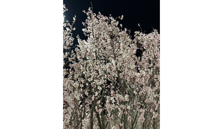 【新着画像】寺島まことさんの写メ