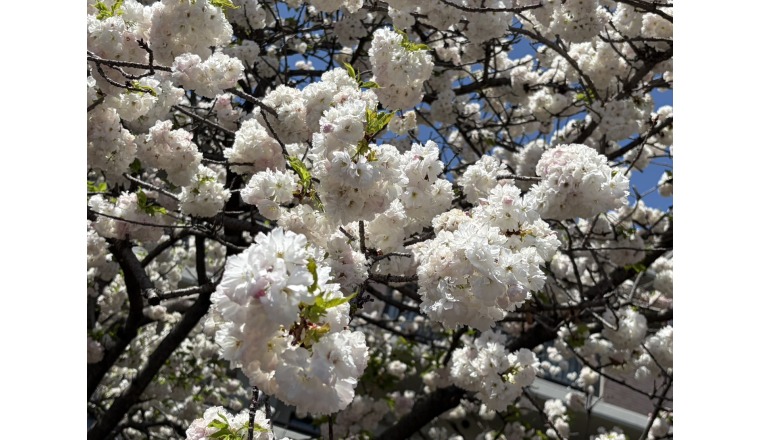 【新着画像】寺島まことさんの写メ