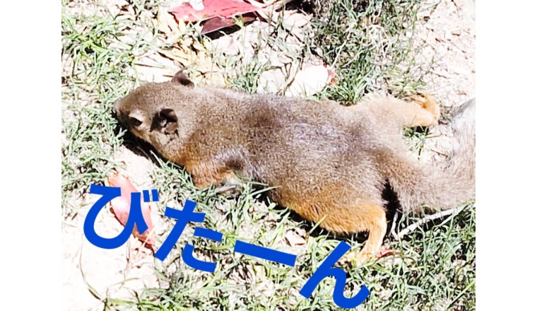 【新着画像】野田つばささんの写メ